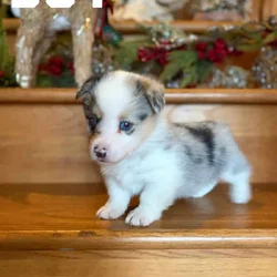 Corgi puppies for rehoming