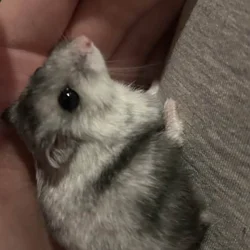 White Winter Dwarf Hamster ! & Cage/Bedding/Food