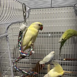 Indian Ringneck