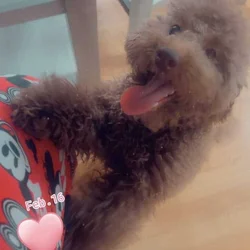Teddy