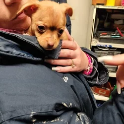 Cutest Chihuahua mix puppy ready for home
