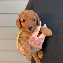 Micro mini goldendoodles 🤎