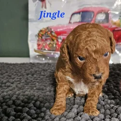 AKC RED MINI POODLES