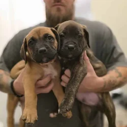 Cane Corso/American Pitbull