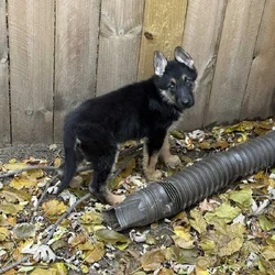 German shepherd puppy for sale