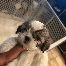 Puppy looking for forever home