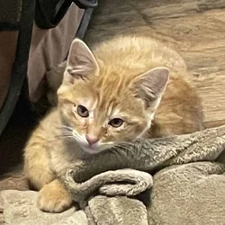 Orange Tabby Kittens for loving homes