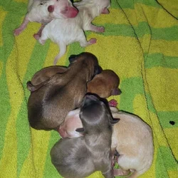 100% Pure Breed Chihuahua Puppies For Sale