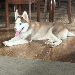 F2 Pomsky