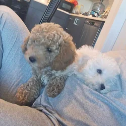 Sweet Toy Maltipoo Puppies Looking for Loving Home