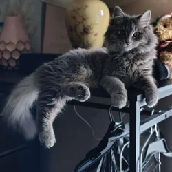 Siberian Kitten need forever home.