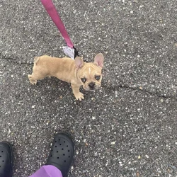 9weeks girl frenchie Merle