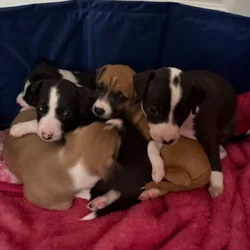 Adorable puppies