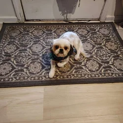 Full blooded Shih Tzu