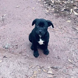 American bully blood hound puppies