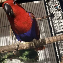 eclectus parrot