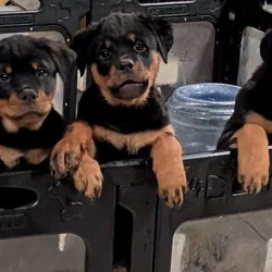 AKC Rottweiler puppies - Phoenix AZ