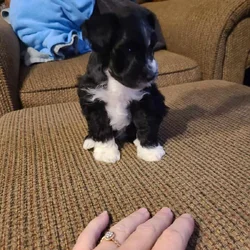 Miniature schnauzer