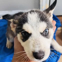 Husky