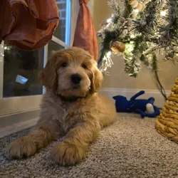 Goldendoodle Pup (Boy)