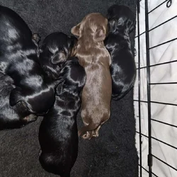 Long-haired dachshund puppies