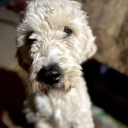 Golden Retriever/Doodle Puppies