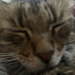 Looking for a kitten to provide a loving home