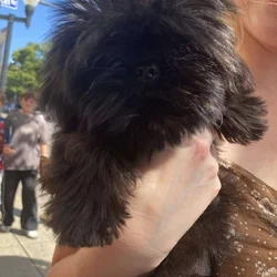 Teacup Shihtzu