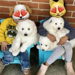 Great Pyrenees puppies