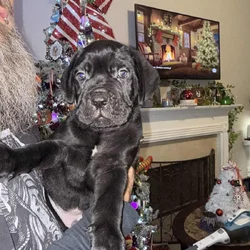 8 weeks old Male Cane Corso