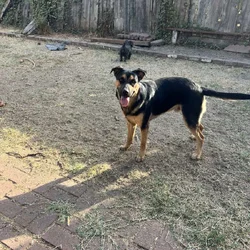 Moving to smaller home and need to rehome my dog