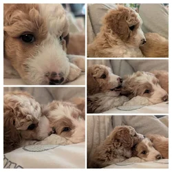 F1b mini Aussiedoodles looking for families