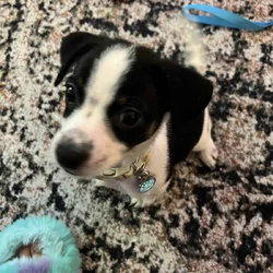 Chiweenie puppy and all his puppy supplies