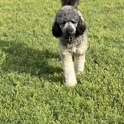 Female Poodle