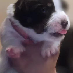 chiwennie puppies ready for thier new homes