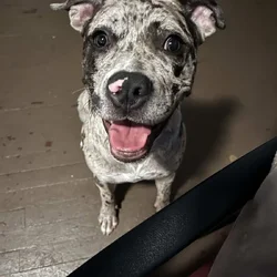 Rehoming my dog