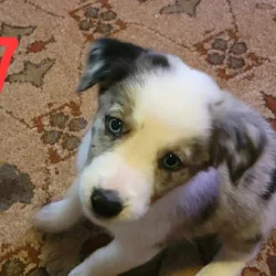 Australian Shepherd / Border Collie