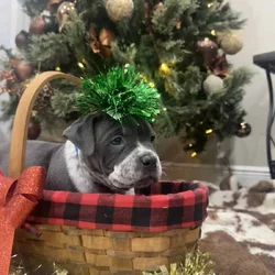 Blue tic pocket bully male