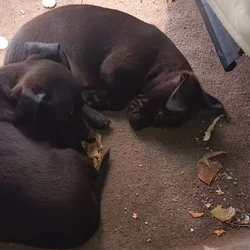 Black Twin Boyz * Pit & Yorkie Mix'd! 7 mths old