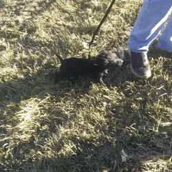 Doxiepoo