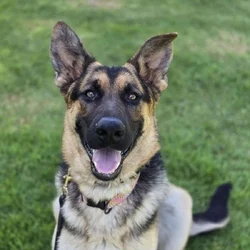 German Shepherd for adoption