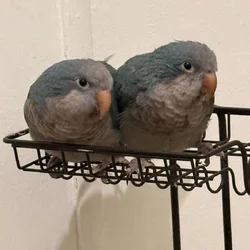 Monk Parakeets