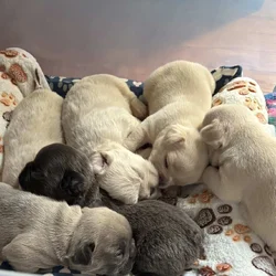French Bulldog Puppies