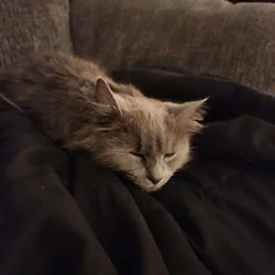 Long haired Grey cat 1 year old