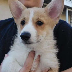 Corgi Puppies