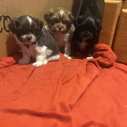 Shih poo