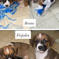 Corgi / Lab - happy & healthy litter of 7