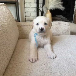 Purebred Golden Retriever Puppies For Sale!