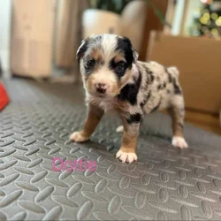 Mini Australian Shepard Puppy
