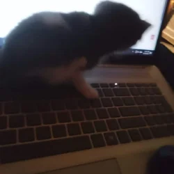 Grey and White Kitten 4 weeks old